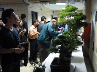 exhibición de bonsai